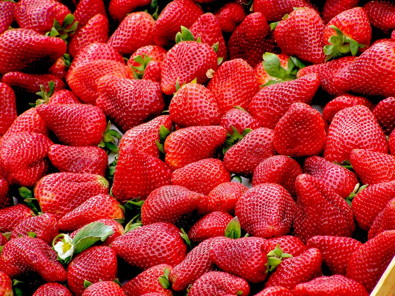 gallery-6 A close-up of plump, fresh strawberries showcasing vivid red colors and lush green stems.